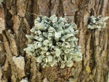 Ramalina inflata ssp. australis image