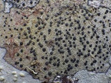 Lecidella elaeochroma f. elaeochroma image
