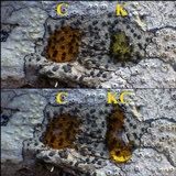 Lecidella elaeochroma f. elaeochroma image