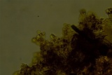 Botryobasidium candicans image