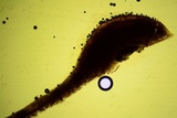 Scytinostroma protrusum image