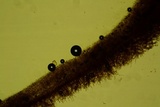 Scytinostroma protrusum image