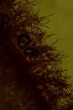 Scytinostroma protrusum image