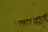Scytinostroma protrusum image