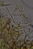Scytinostroma protrusum image