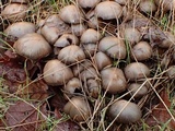 Psathyrella piluliformis image