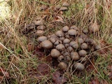 Psathyrella piluliformis image