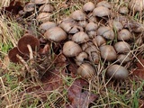 Psathyrella piluliformis image