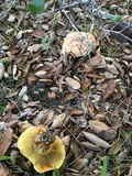 Suillus caerulescens image