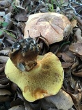 Suillus caerulescens image