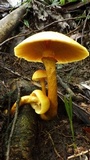 Gymnopilus imperialis image