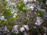Massalongia carnosa image