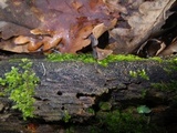 Helicogloea compressa image