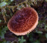 Tricholomopsis scabra image