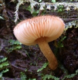 Tricholomopsis scabra image