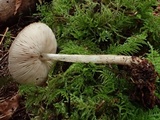 Pluteus primus image