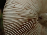 Pluteus primus image
