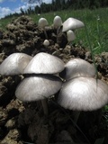 Panaeolus semiovatus image