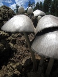 Panaeolus semiovatus image