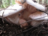 Hygrophorus erubescens image