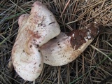 Hygrophorus erubescens image