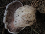 Hygrophorus erubescens image