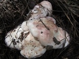 Hygrophorus erubescens image