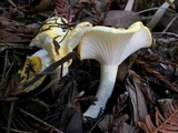 Hygrophorus chrysodon image