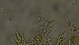 Phlebia ludoviciana image