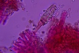 Phlebia ludoviciana image