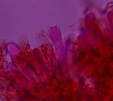 Phlebia ludoviciana image
