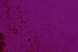 Phlebia ludoviciana image