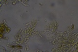 Phlebia ludoviciana image