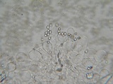 Pluteus primus image