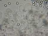Pluteus primus image