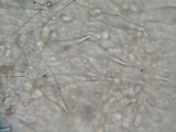 Pluteus primus image