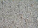 Pluteus primus image