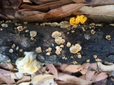 Naematelia aurantia image
