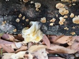 Naematelia aurantia image