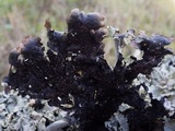 Parmotrema reticulatum image