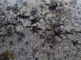 Physcia clementei image
