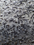 Phaeographis dendritica image