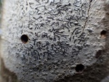 Phaeographis dendritica image