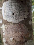 Phaeographis dendritica image
