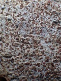 Arthonia cinnabarina image