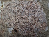 Arthonia cinnabarina image