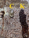 Arthonia cinnabarina image