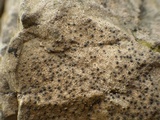 Acrocordia conoidea image