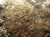 Acrocordia conoidea image