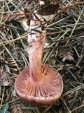 Hygrophorus erubescens image